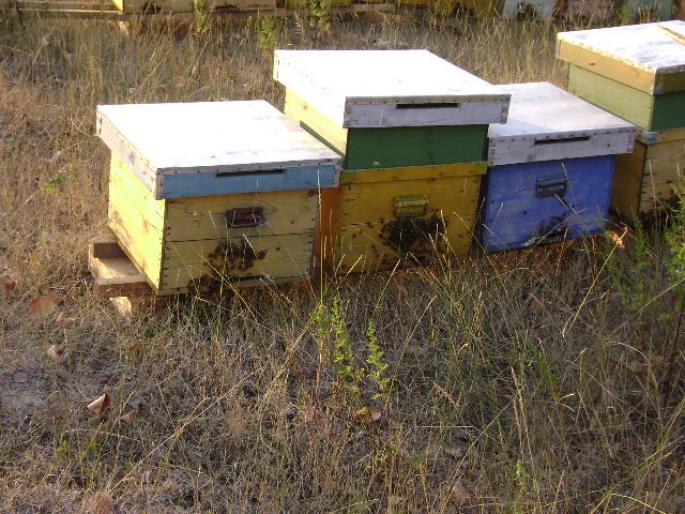 DSC02365 - apicultura anul2008