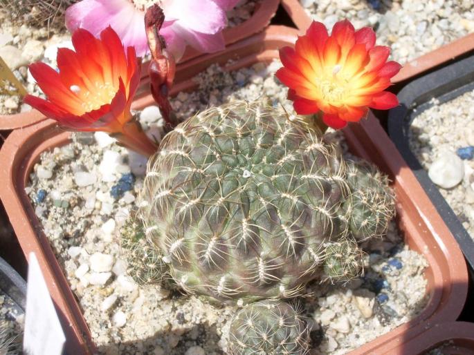 Sulcorebutia steinbachii v. bicolor - CACTUSI - ANUL 2008