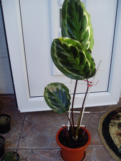 CALATHEA-COBANITA - CALATHEA-COBANITA