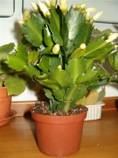 schlumbergera alba - Suculente