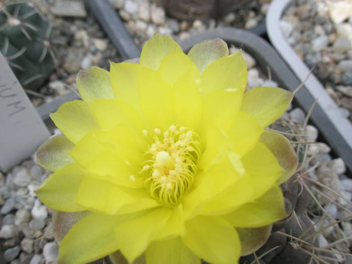 Gymnocalycium andreae - detaliu floare