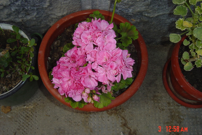 muscata pitica