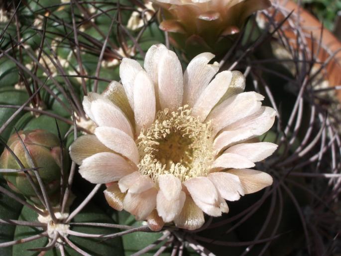 Gymnocalycium saglione - CACTUSI - ANUL 2008