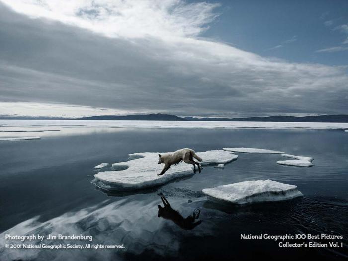 National Geographic - Ice Wolf - peisaje