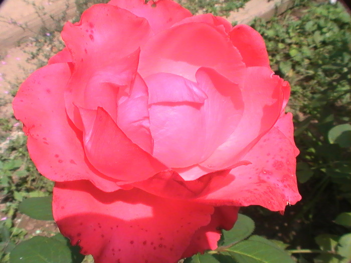 PIC_5148 - Trandafiri 2009