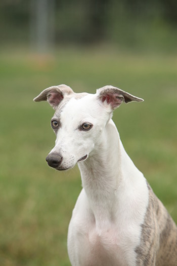 SABY - WHIPPET Boxing Helena s Hisunshine