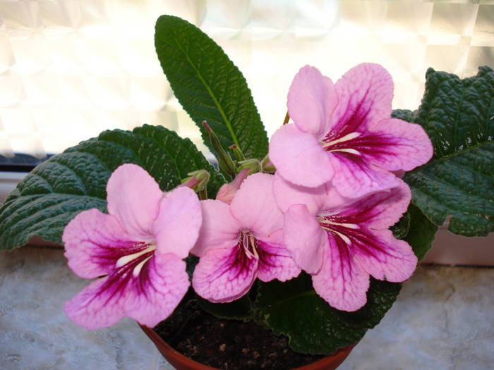 Tina - STREPTOCARPUS 2009-2010