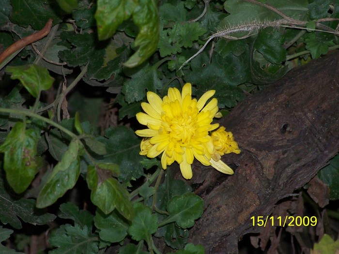 100_4511 - Toamna in curte  Timisoara