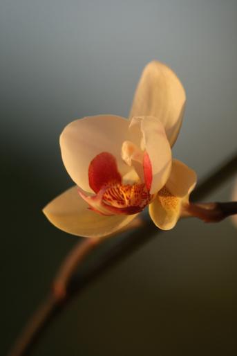 phalaenopsis - orhidee