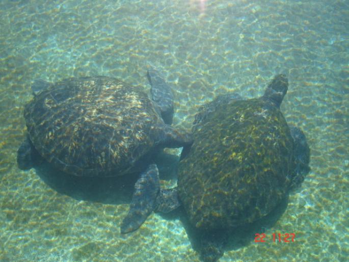 510 Israel - Eilat - The Observatory Marine Park - 2008 ISRAEL NOIEMBRIE
