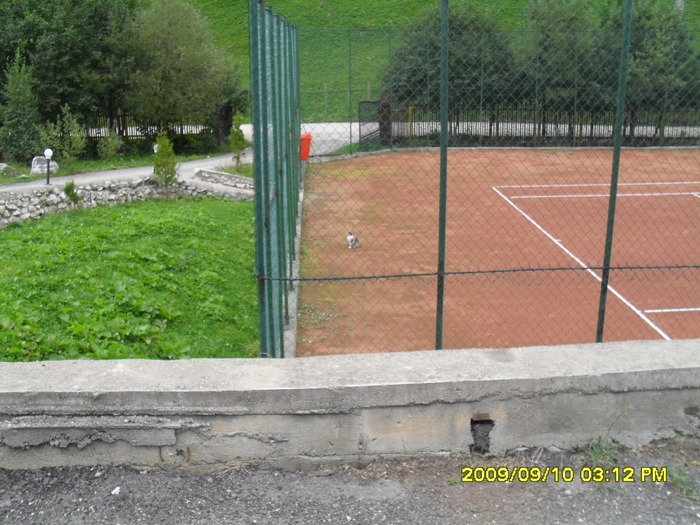 SDC10263; doar o pisica la tenis..........
