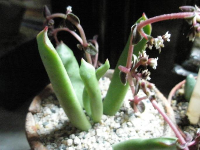 Adromischus sper - DIVERSE