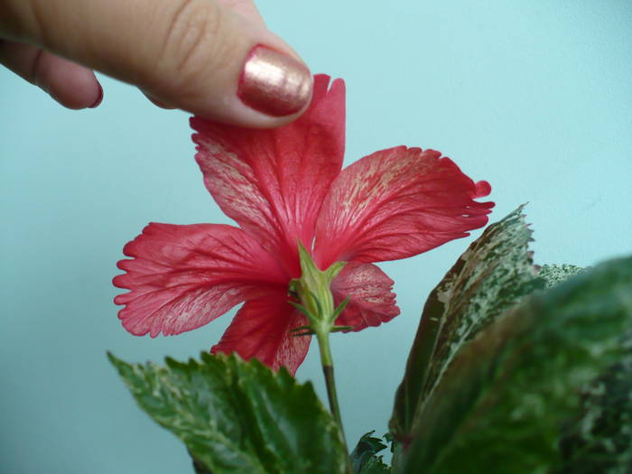 P1140761 - HIBISCUSI
