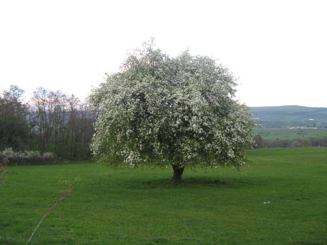 IMG_3031 - Toarcla jud Brasov