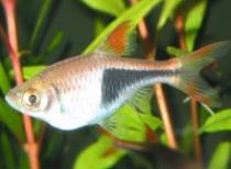 Rasbora%20heteromorpha