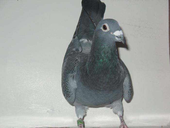 MARTHA von GEEL; BUN REPRODUCATOR FIICA ZBURATA 2008 2CLASARI DIN 2 LANSARI
