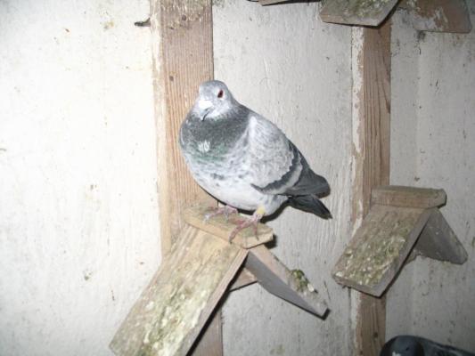 Mascul 2006
