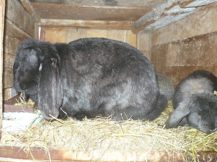 poze iepuri 2504 137 - berbecutii mei 27-12-2009