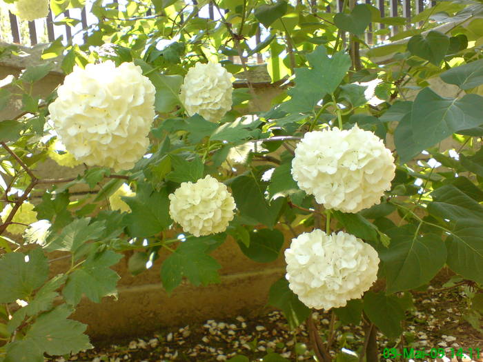 Boule de neige - Gradina Penelopei in luna mai