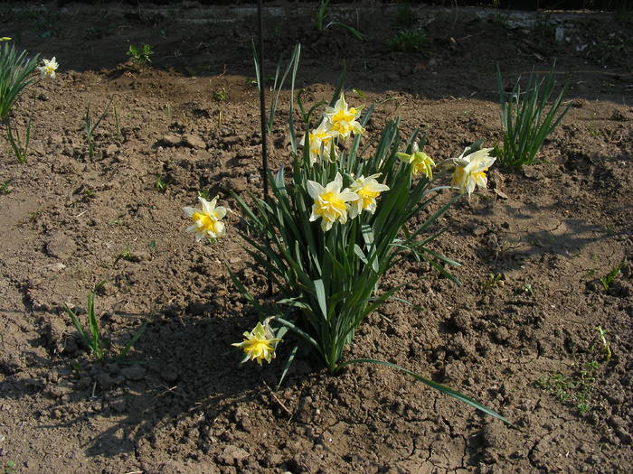Narcise - Aprilie 2009