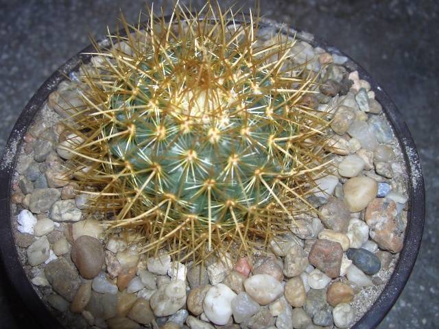 Mam.Pringlei - Mammillaria