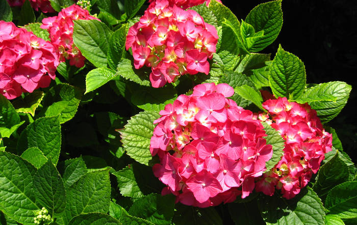 HD1 - Hortensia