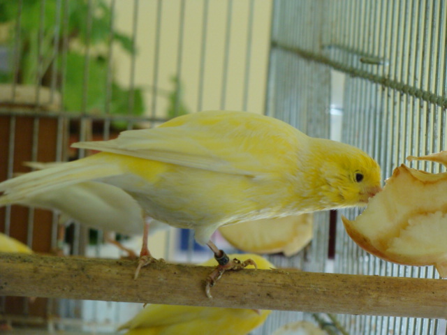 DSC01516 - Canari Malinois-Waterslager