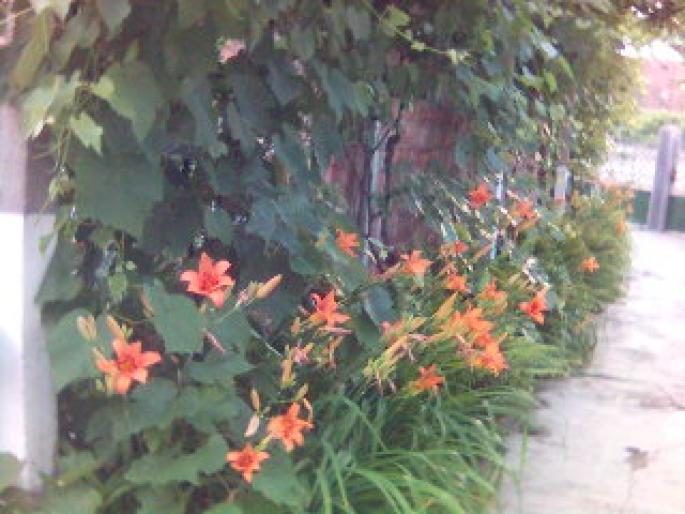 Imagine(9) - flori de gradina