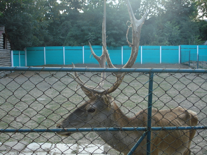 Picture 102 - zoo targoviste