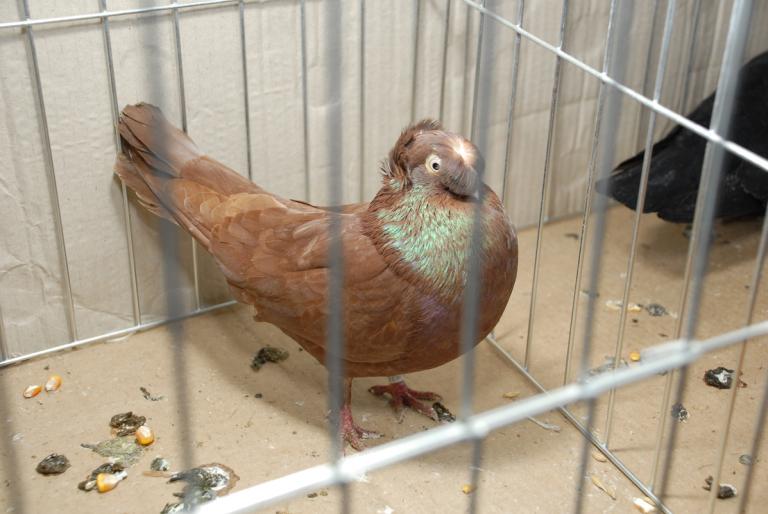 DSC_3807 - Campioni Expo TM2