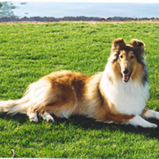 collie-cu-par-lung-si-aspru-ciobanesc-scotian-001 - caini