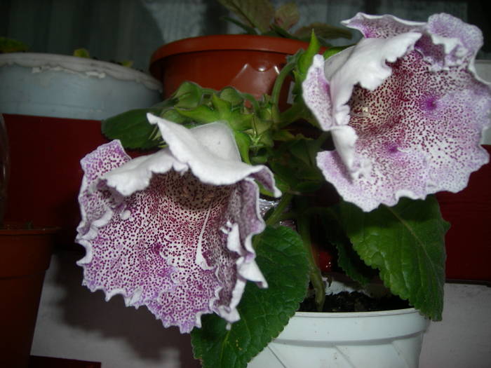 Tigrina blue