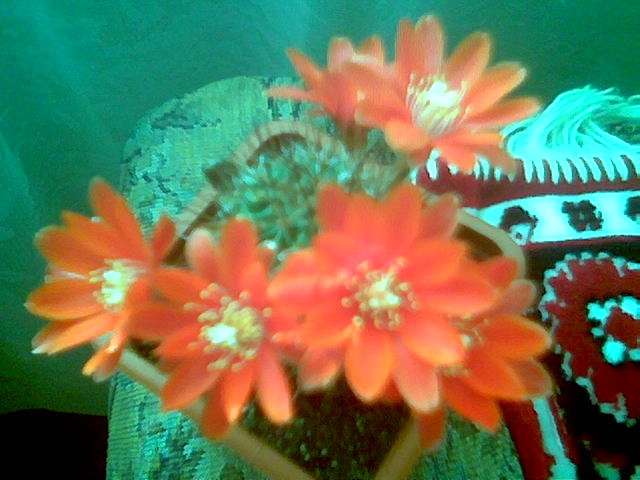 Rebutia ithycantha