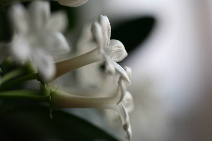 Stephanotis - 2008