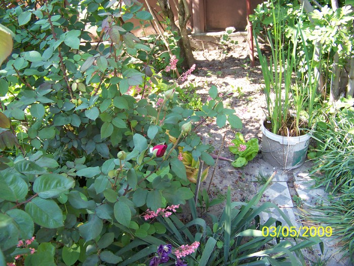 100_1422 - Primavara in curte  Timisoara