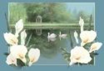 Swan lake - Sfantul Valentin
