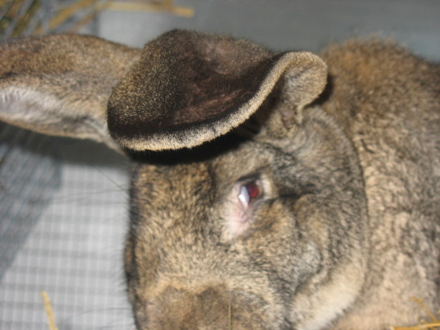 Picture 1548 - iepuri rasa