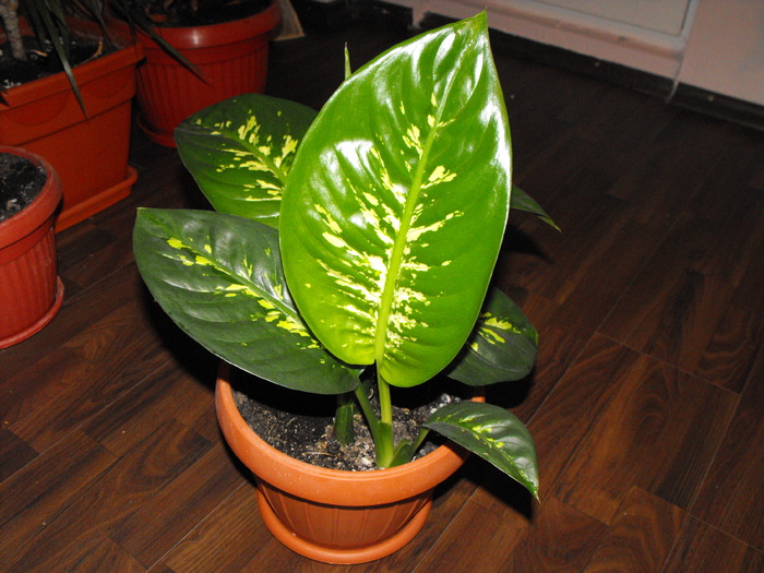 dieffenbachia pui - flori de apartament