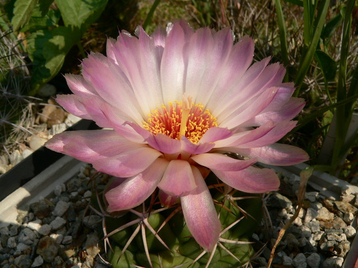 coryphantha_elephantidens - genul Coryphantha