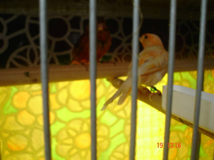 DSC01875 - PASARI CARE NU LE MAI AM - CANARI