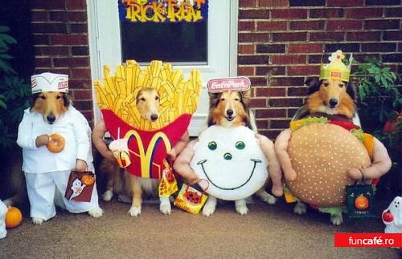 1782_fast-food-pets - imagini amuzante cu animale