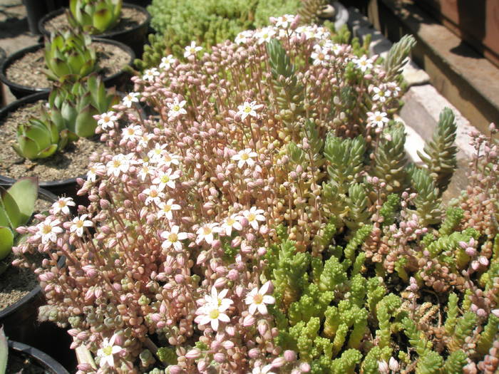 Sedum brevifolium - flori - 12.05 - Plante de exterior din vara 2009