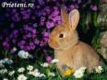 printre flori; printre flori la poza
