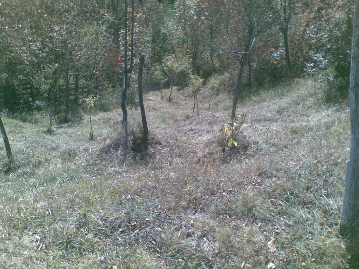 01102009(005) - vanatoare padure