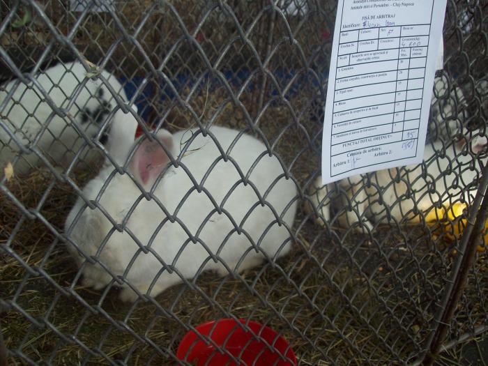 EXPO 2009 .01.09  CLUJ-NAPOCA 110