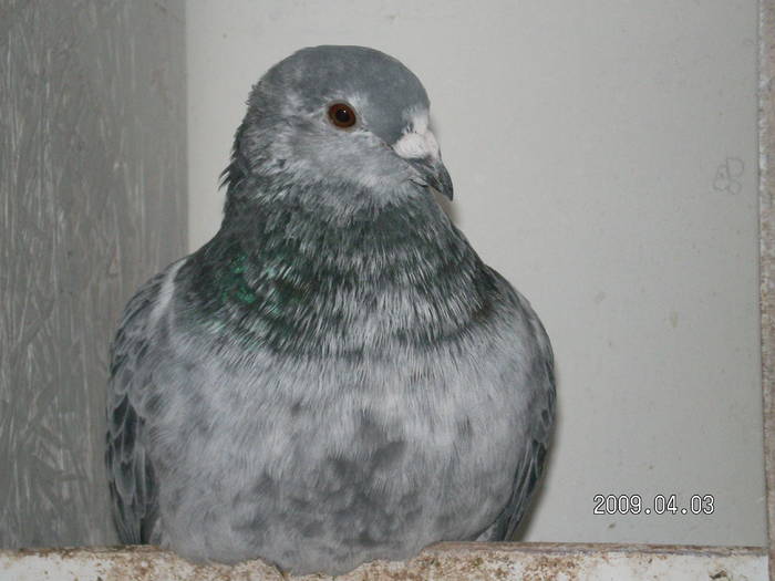 66; pui 2009
