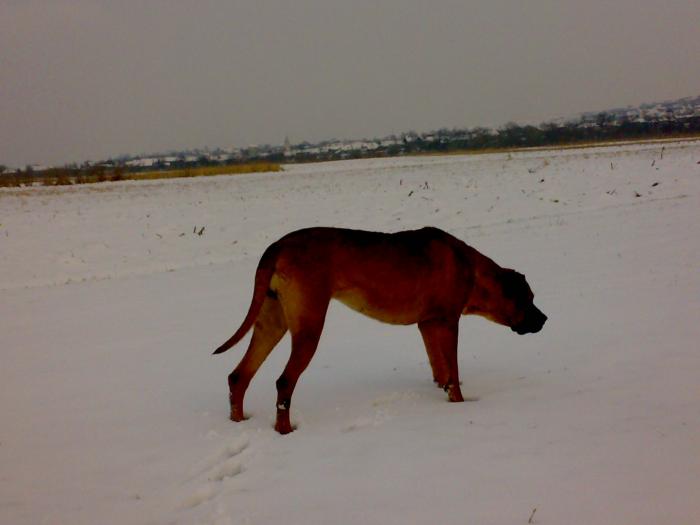 TOSA INU female 15 months