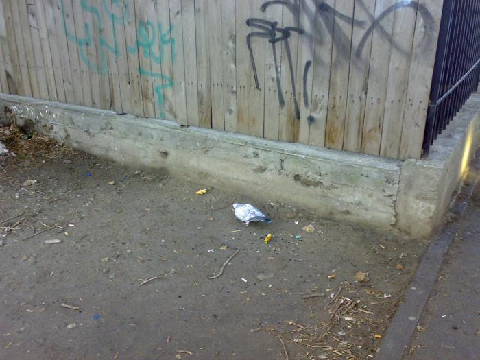 210120091723 - 18a Constanta 1