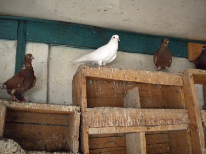 DSCN0623 - 1752 Ion Coltescu si Doru Dumitrescu