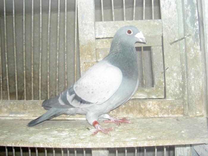 fiu dv 93 + rika zburat budapesta in 98 - porumbei fond si marele fond